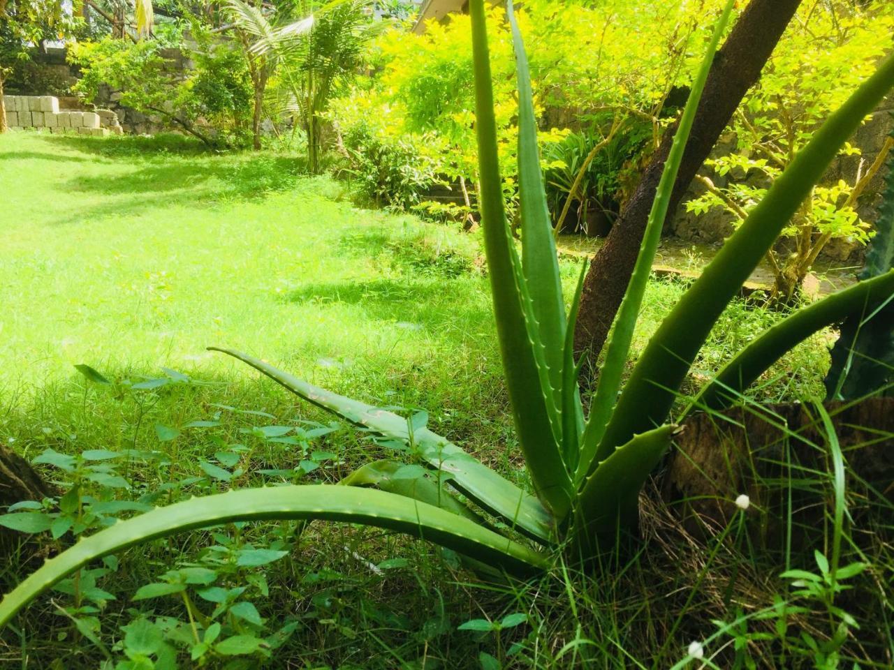 Ganesh House Homestay Kovalam Zewnętrze zdjęcie